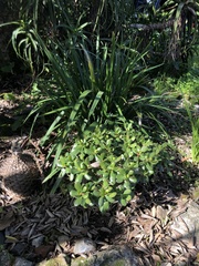 Crassula ovata