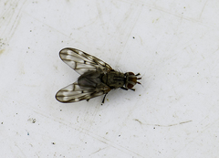 Otites guttata