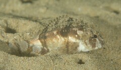 Centropogon australis