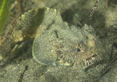 Batrachomoeus dubius