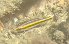 Pentapodus paradiseus