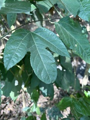 Momordica cochinchinensis