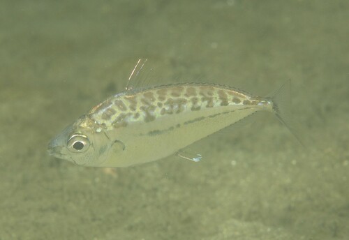 Moreton ponyfish (Equulites moretoniensis) — Leiognathidae — 5
