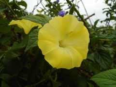 Camonea vitifolia