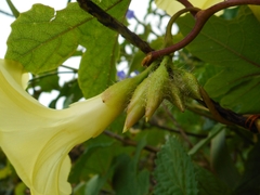 Camonea vitifolia