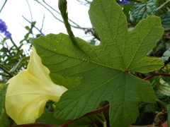 Camonea vitifolia