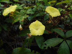 Camonea vitifolia