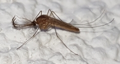 Culex quinquefasciatus