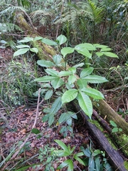 Melicope elleryana