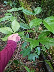 Melicope elleryana