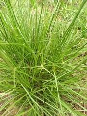 Cyperus niveus