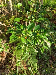 Gynochthodes jasminoides