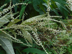 Buddleja asiatica