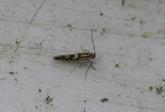 Phyllonorycter maestingella