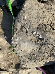 Amphibalanus amphitrite