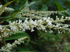 Buddleja asiatica