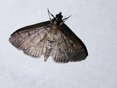 Herpetogramma
