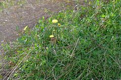 Sonchus tenerrimus