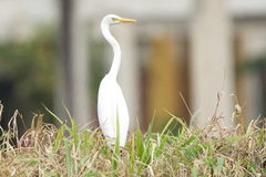 Ardea intermedia intermedia