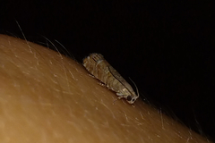 Battaristis vittella