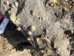 Striatobalanus amaryllis