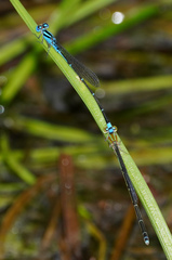 Pseudagrion microcephalum