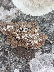 Lecanora campestris