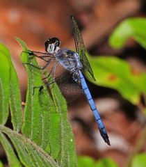 Tyriobapta kuekenthali