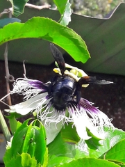 Neoxylocopa