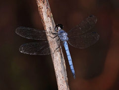 Tyriobapta kuekenthali