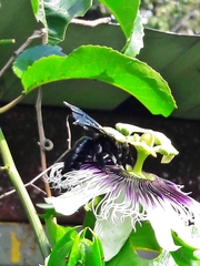 Neoxylocopa