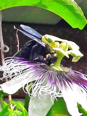 Neoxylocopa
