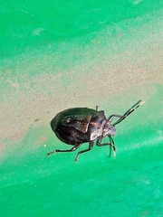 Antiteuchus