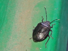Antiteuchus