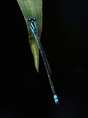 Pseudagrion microcephalum
