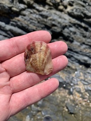 Pterioidea
