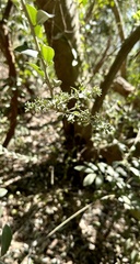 Tarlmounia elliptica