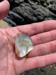 Pterioidea