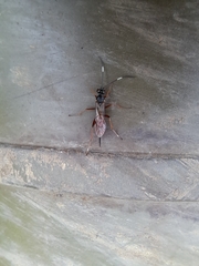 Ichneumon sarcitorius