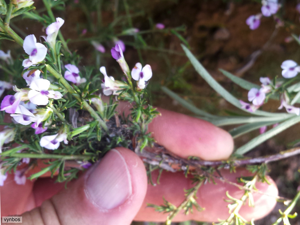 Muraltia namaquensis from Rietvlei Trail, Oorlogskloof on September 23 ...