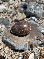 Lyncina vitellus