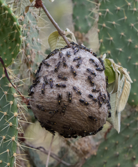 Polybia ruficeps xanthops