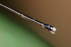 Amphicnemis