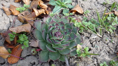 Sempervivum