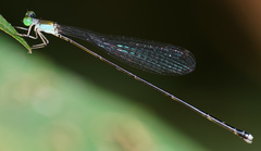 Amphicnemis