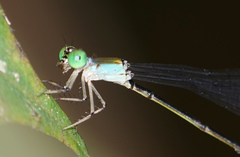 Amphicnemis
