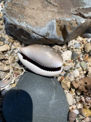 Lyncina vitellus