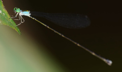 Amphicnemis