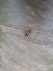 Ichneumon sarcitorius