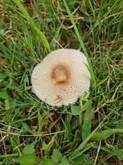 Macrolepiota zeyheri